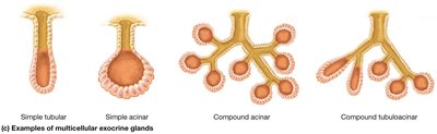 Examples of multicellular exocrine glands