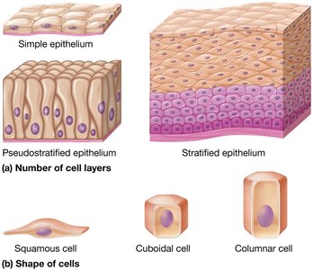 Classification of epithelial cells by layers and shape