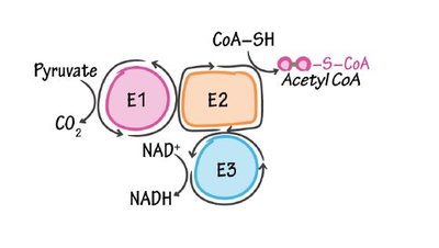 Pyruvate dehydrogenase complex mechanism