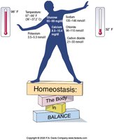 Homeostasis: The body in balance