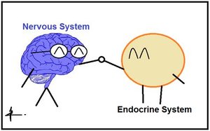 Comparison of nervous and endocrine systems