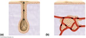 Endocrine vs. exocrine glands