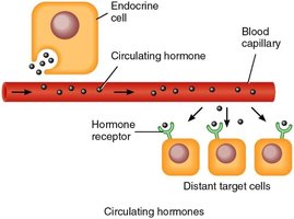 Hormone signaling and target cells