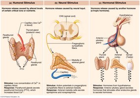 Three types of stimuli for hormone release