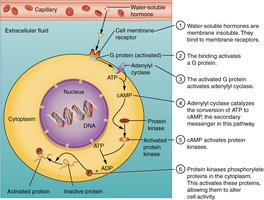 Water-soluble hormone mechanism