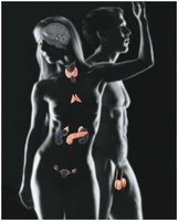 Major endocrine glands in male and female bodies