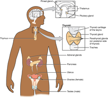 Diagram of major endocrine glands