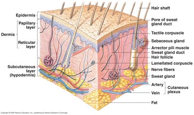 Hair types: vellus vs. terminal hair