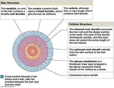 Hair follicle with associated structures
