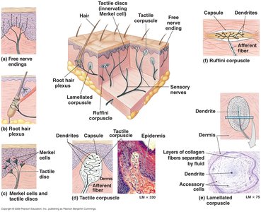 Sensory receptors in the skin
