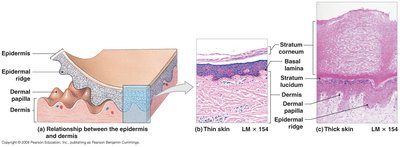 Comparison of thin and thick skin, showing epidermal ridges and dermal papillae