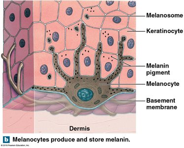 Melanocytes produce and store melanin