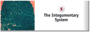 Fingerprint and chapter title: The Integumentary System