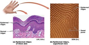 Epidermal ridges and fingerprint patterns