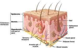 Basic anatomy of the skin showing epidermis, dermis, and hypodermis