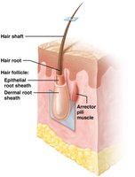 Frontal section of a hair root and hair follicle
