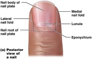 Posterior view of a nail