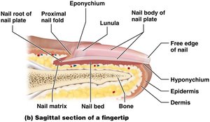 Sagittal section of a fingertip