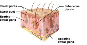 Sweat glands and sebaceous glands