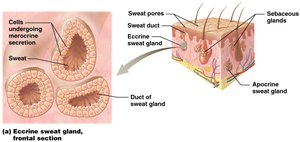 Eccrine sweat gland, frontal section