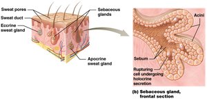 Sebaceous gland, frontal section