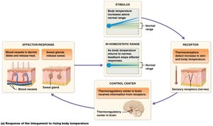 Homeostatic regulation of body temperature by the integumentary system (rising temperature)