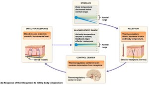 Homeostatic regulation of body temperature by the integumentary system (falling temperature)