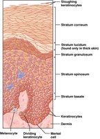 Structure of the epidermis showing the strata and cell types