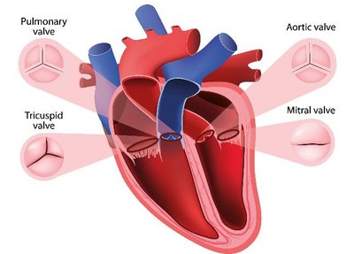 Heart anatomy with labeled valves