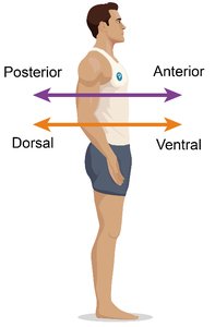Directional terms: anterior, posterior, dorsal, ventral