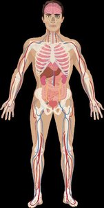 Body with major organ systems highlighted