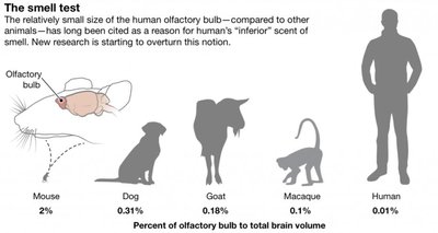 Species differences in olfactory receptor genes and neurons