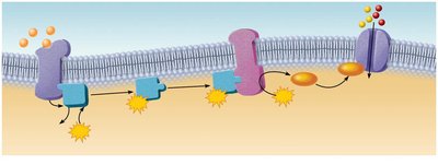 Olfactory transduction process: G protein activates adenylate cyclase