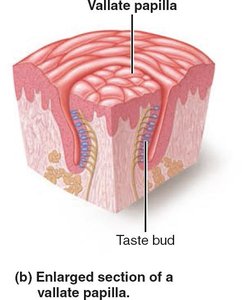 Enlarged section of a vallate papilla showing taste buds