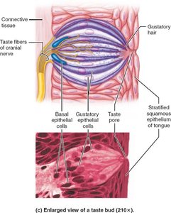 Structure of a taste bud