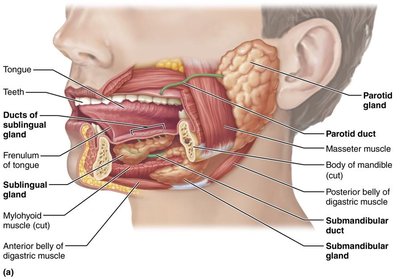 The salivary glands