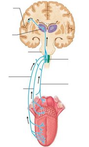 The gustatory pathway from tongue to cortex