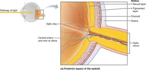Cells of the neural layer of the retina