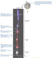 Signal transmission in the retina (dark)