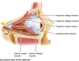 Lateral view of extrinsic eye muscles