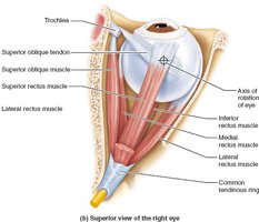 Superior view of extrinsic eye muscles