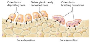 Bone deposition and resorption by osteoblasts and osteoclasts