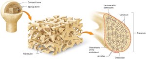 Structure of spongy bone showing trabeculae and marrow