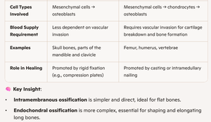 Table comparing intramembranous and endochondral ossification (continued)
