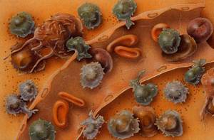White blood cells in circulation