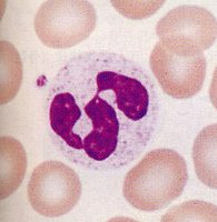 Neutrophil blood smear