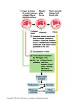 Blood clotting process diagram