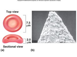 Red blood cell structure and dimensions