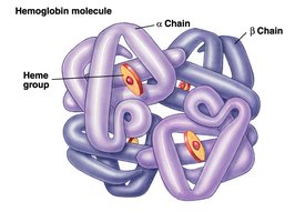 Hemoglobin molecule structure