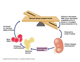 Control of erythrocyte production